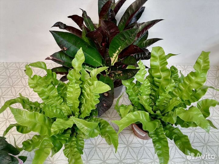 Азалия, Асплениум Криспи Вейв, Кротоны