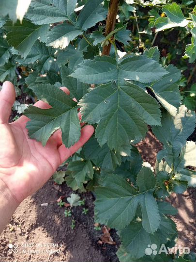 Саженцы боярышника