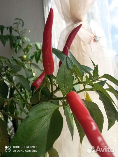 Перец острый тайский