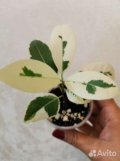 Фикусы сортовые