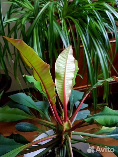 Молочай беложильчатый