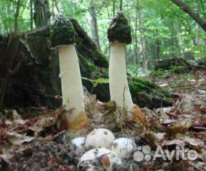 Гриб веселка