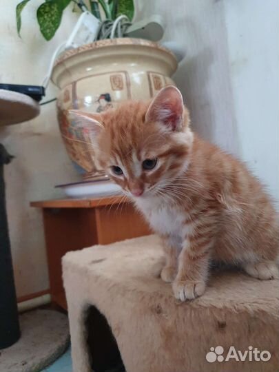 Котик в дар бесплатно