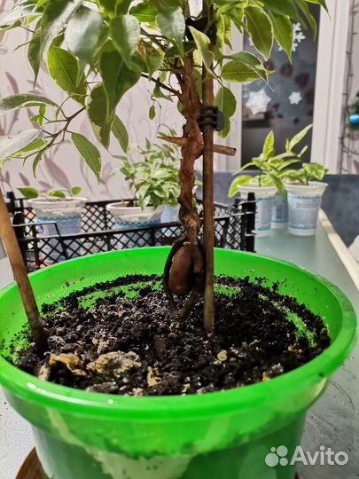 Фикус Бенджамина плетеный Golden King