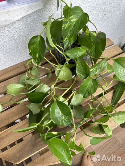 Лиана эпипремнум золотистый сциндапсус взрослый