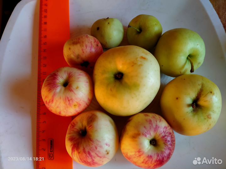 Яблоки экочистые-б.налив,шафран-опад; м.б.доставка