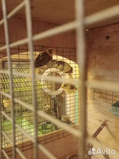 Продаются кенары