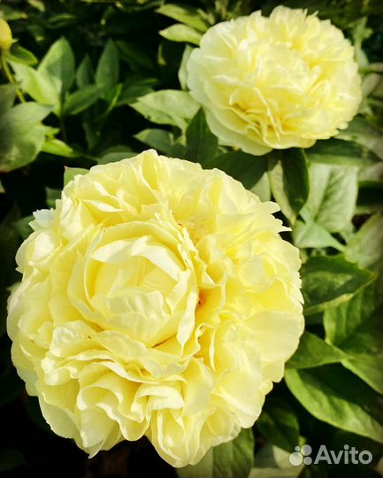 Пионы (корни) для посадки с доставкой