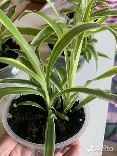 Хлорофитум