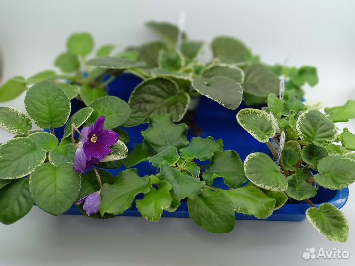 Сортовые фиалки набор