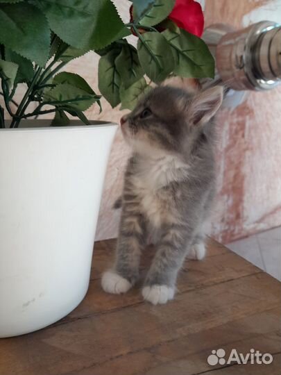 Котят в добрые руки