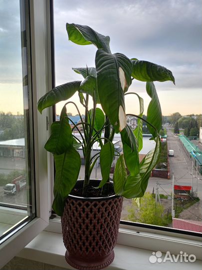 Фикус, диффенбахия