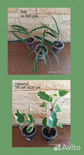 Фикусы (обновление 02.04.24)