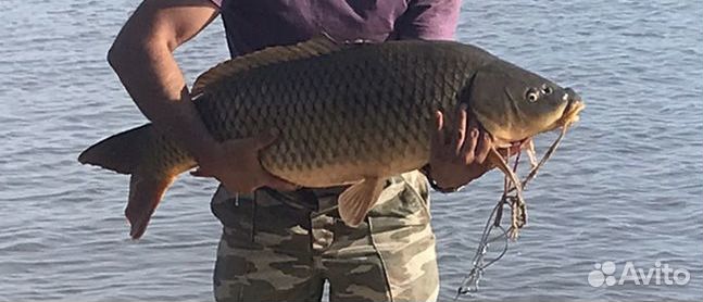 Свежая рыба сазан