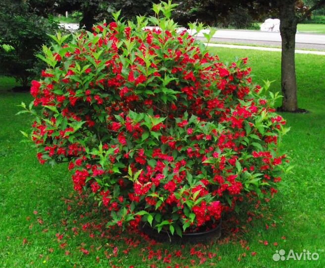 Декоративные растения