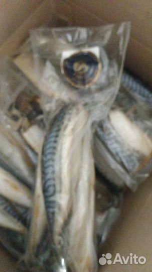 Скумбрия бг