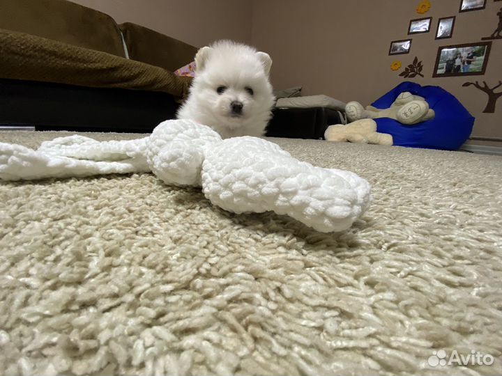 Шпиц мини мишка