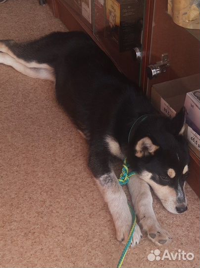 Собака в добрые руки