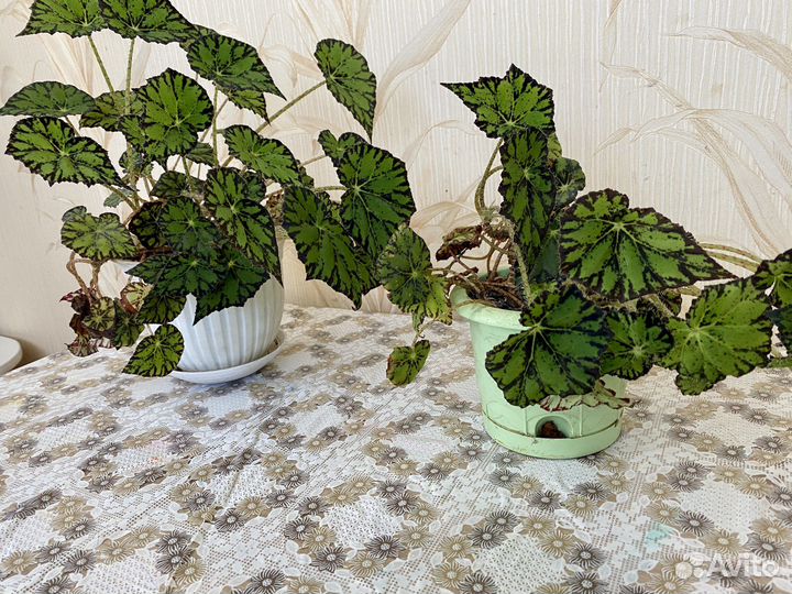 Домашний цветок Бегония тигровая - 2 шт