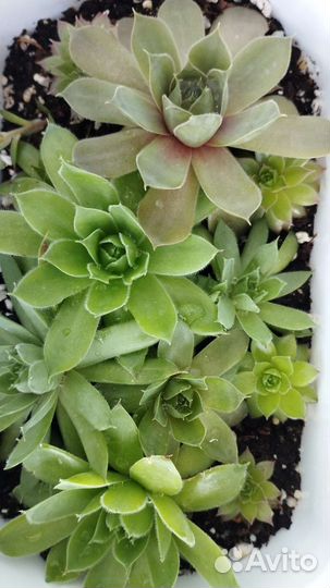 Молодило Sempervivum каменная роза эхеверия