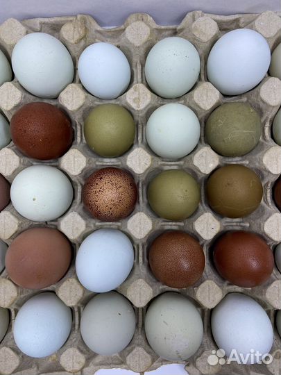 Инкубационное яйцо кур