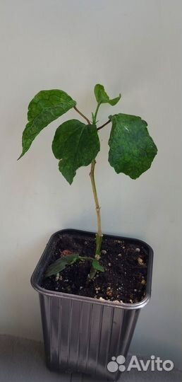 Гибискус Moorea DOA