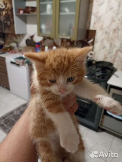 Котики бесплатно