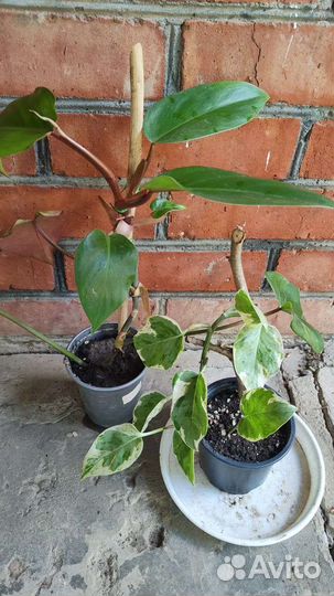 Филодендрон краснеющий и сциндапсус Н-джой цветы