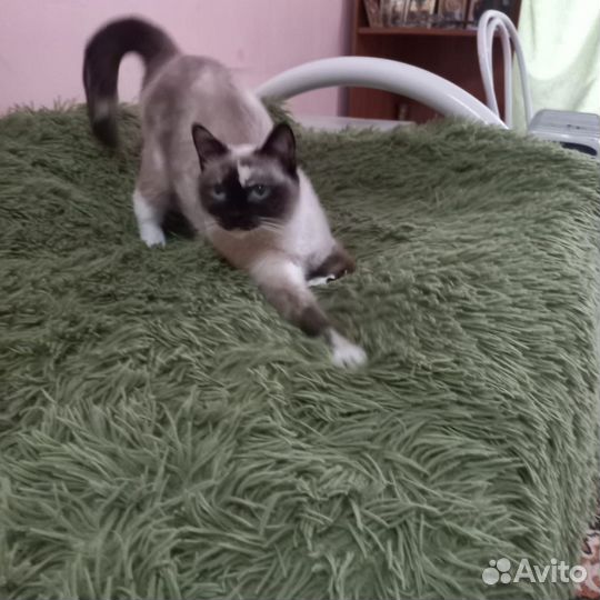 Кошка в добрые ответственные руки