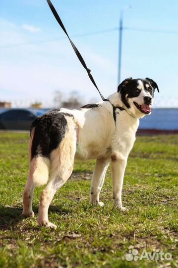 Собака Клайд в приюте