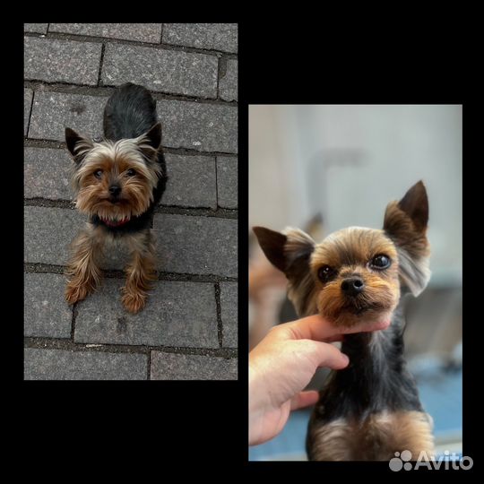 Уход за животными