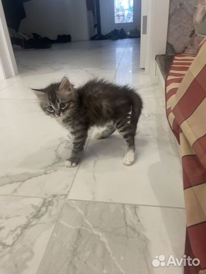 Милая кошечка