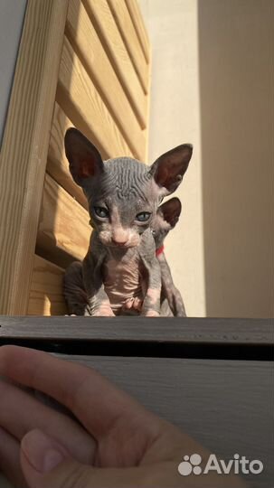 Самый милый подарок (котята сфинкс продажа)