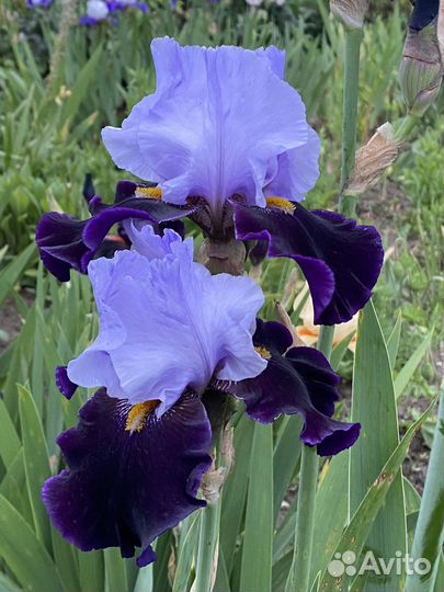 Ирис коллекционные