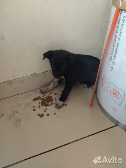 Щенок(мальчик)