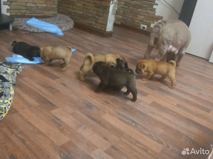Собаки щенки шарпей