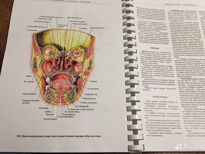 Атлас анатомии Синельников. Разные