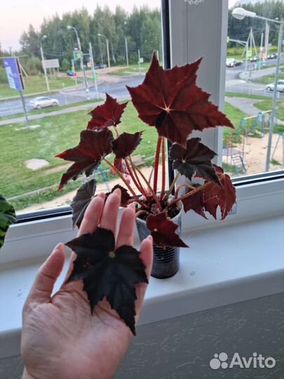 Бегония Черный Вельвет и Бегония Тигровая