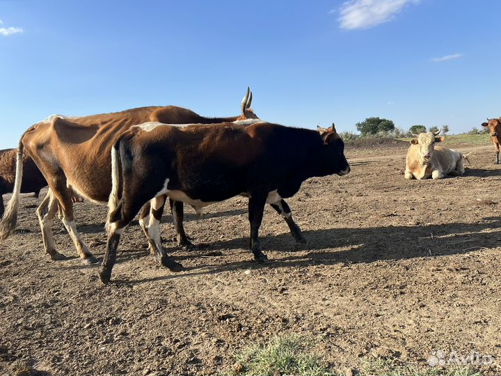 Телята бычки