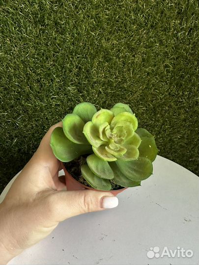 Искусственные цветы новые