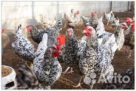 Продам инкубационное яйцо породистых кур