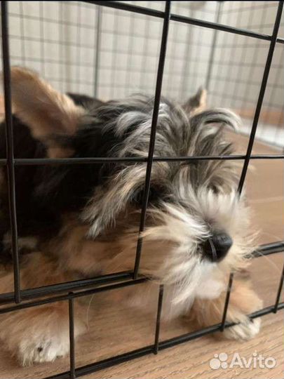 Вольер для животных новый (манеж, клетка)