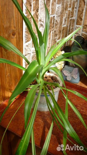 Хлорофитумы капские и бичетти редкие