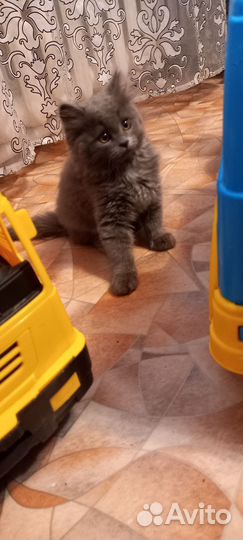 Сибирский котенок