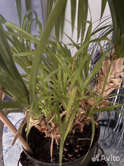 Панданус комнатное растение