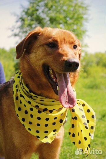 Баффи - Идеальная собака ждет вас