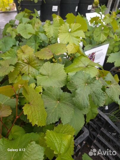 Виноград саженцы1-2 летние, удмуртские,зимостойкие