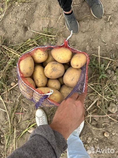 Семена (гала; аризона) оптом