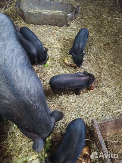 Козы- свиньи