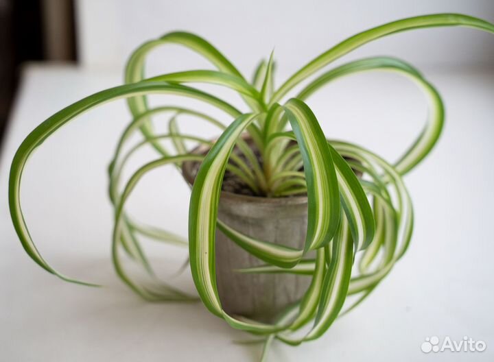 Хлорофитум кудрявый Бонни